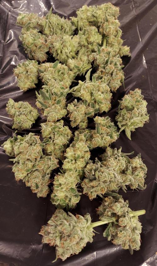 The Garden 2026-2-MSNL Pineapple Express. Week 15 - PE3 - select tops of lower axilla