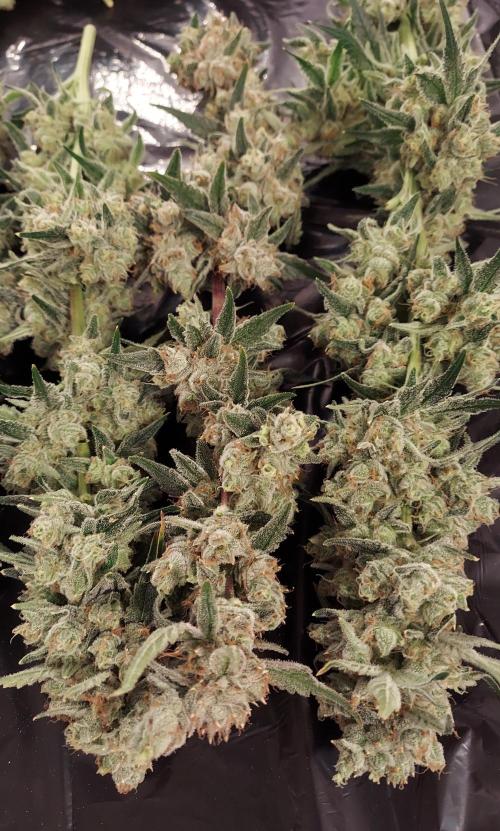 The Garden 2026-2-MSNL Pineapple Express. Week 15 - PE3