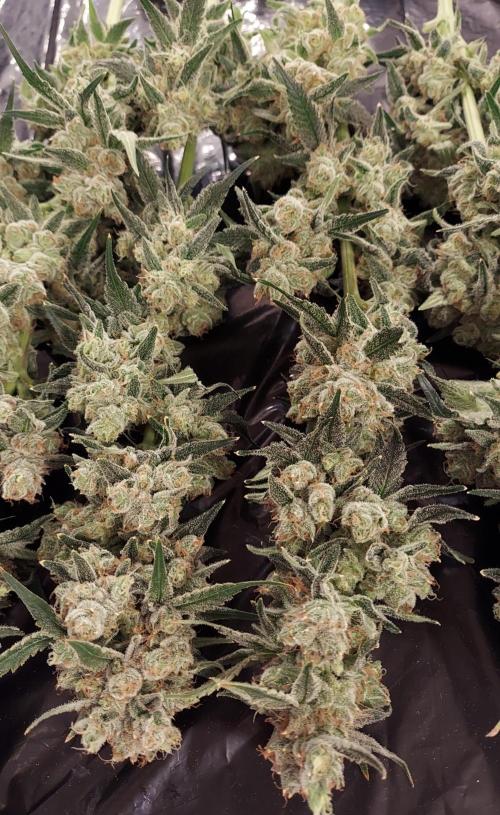 The Garden 2026-2-MSNL Pineapple Express. Week 15 - PE3