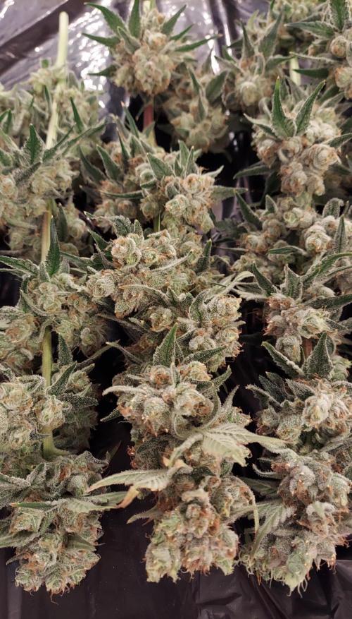 The Garden 2026-2-MSNL Pineapple Express. Week 15 - PE3