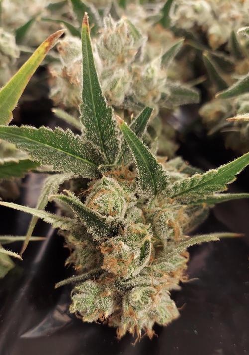The Garden 2026-2-MSNL Pineapple Express. Week 15 - PE3