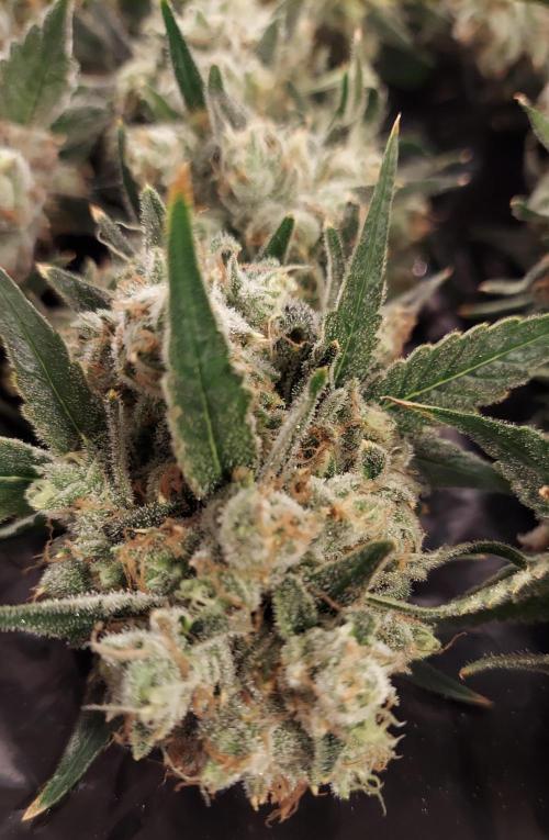 The Garden 2026-2-MSNL Pineapple Express. Week 15 - PE3