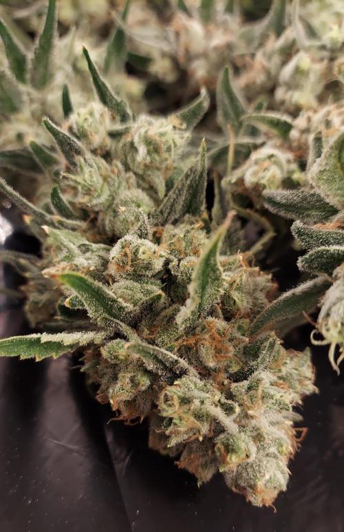 The Garden 2026-2-MSNL Pineapple Express. Week 15 - PE3