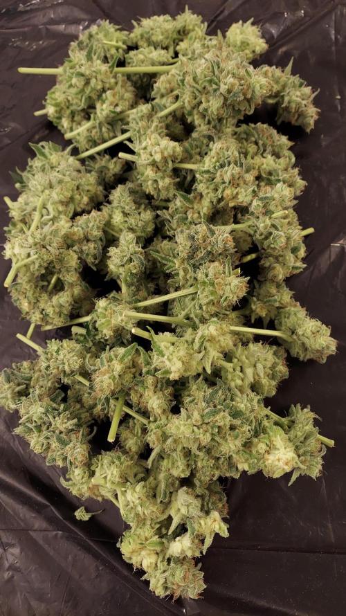 The Garden 2026-2-MSNL Pineapple Express. Week 15 - PE3 - lower axilla - hash fodder