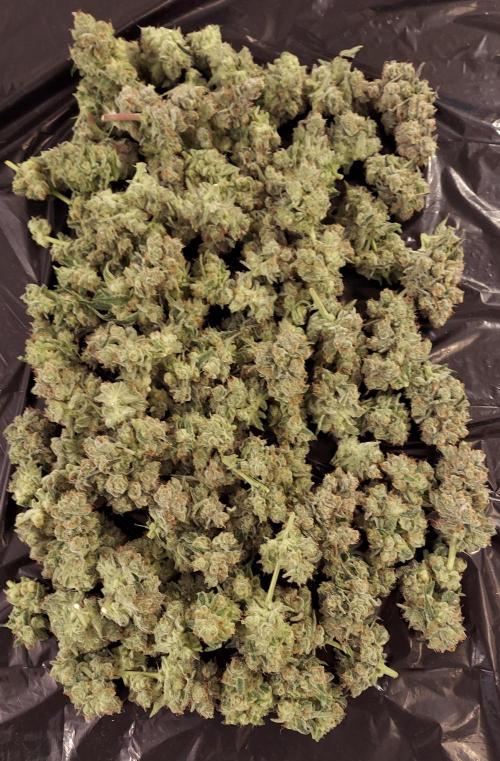 The Garden 2026-2-MSNL Pineapple Express. Week 15 - PE3
