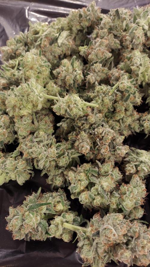 The Garden 2026-2-MSNL Pineapple Express. Week 15 - PE3