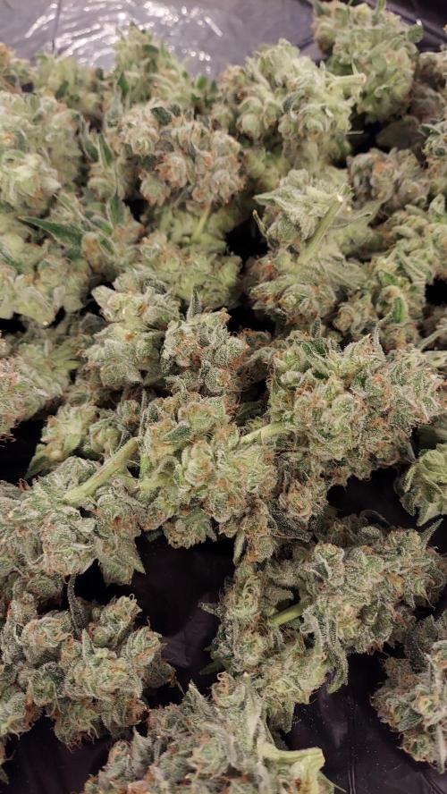 The Garden 2026-2-MSNL Pineapple Express. Week 15 - PE3