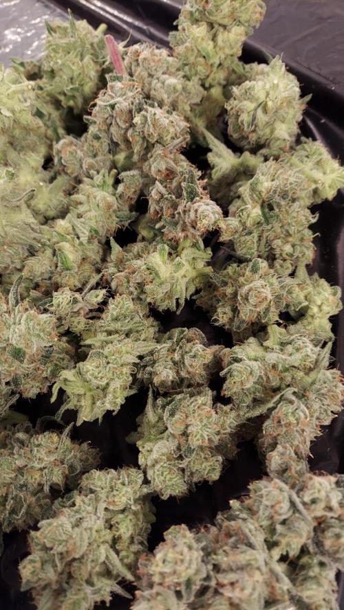 The Garden 2026-2-MSNL Pineapple Express. Week 15 - PE3