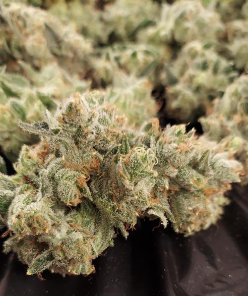 The Garden 2026-2-MSNL Pineapple Express. Week 15 - PE3