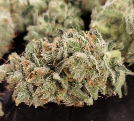 The Garden 2026-2-MSNL Pineapple Express. Week 15 - PE3