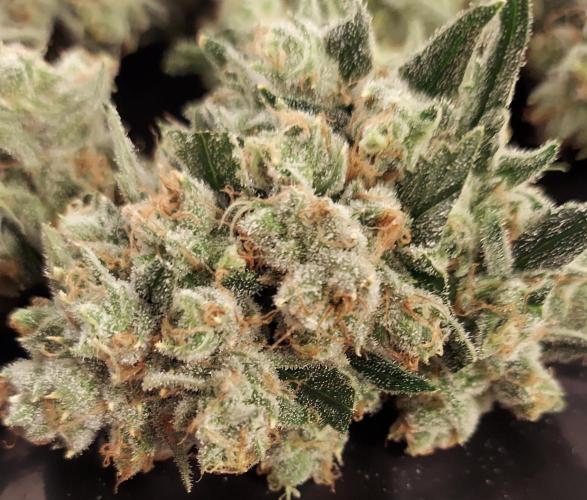 Pineapple Express. Week 15