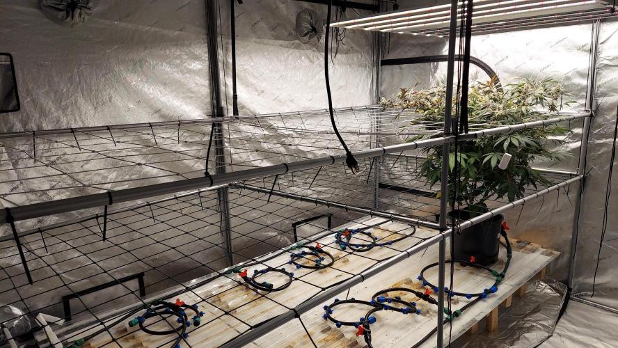 The Garden 2026-2-MSNL Pineapple Express. Week 15
