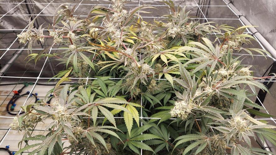 The Garden 2026-2-MSNL Pineapple Express. Week 15