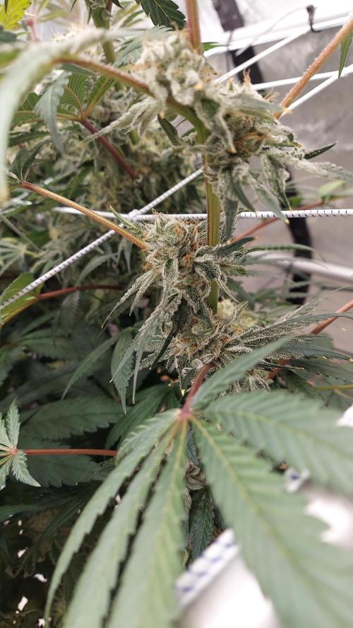 The Garden 2026-2-MSNL Pineapple Express. Week 15