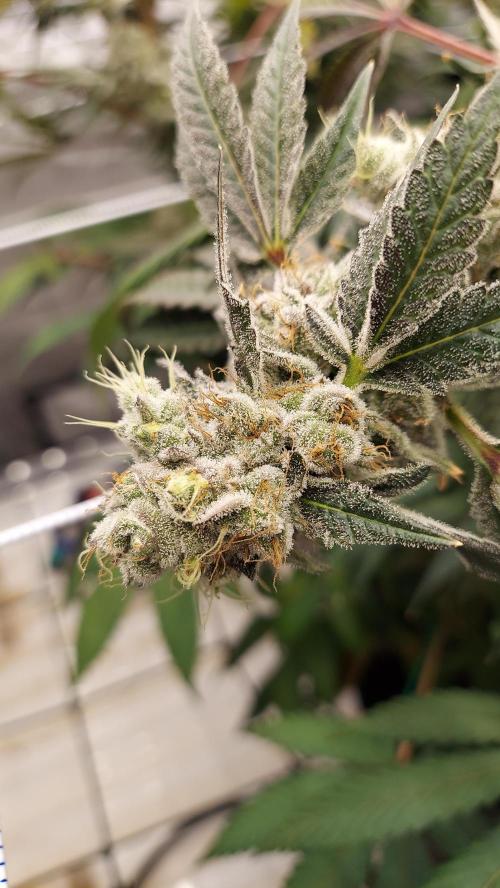 The Garden 2026-2-MSNL Pineapple Express. Week 15
