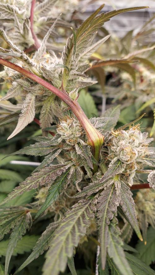 The Garden 2026-2-MSNL Pineapple Express. Week 15
