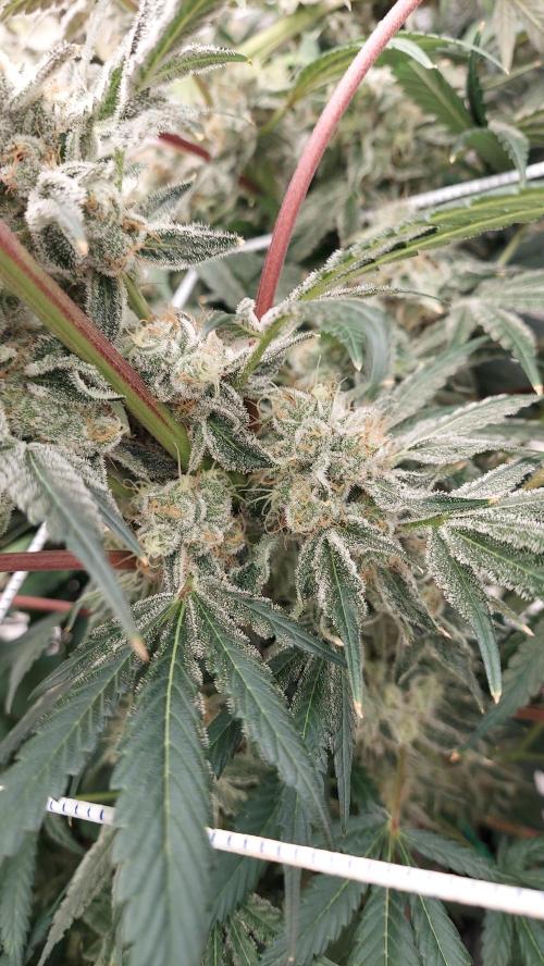 The Garden 2026-2-MSNL Pineapple Express. Week 15