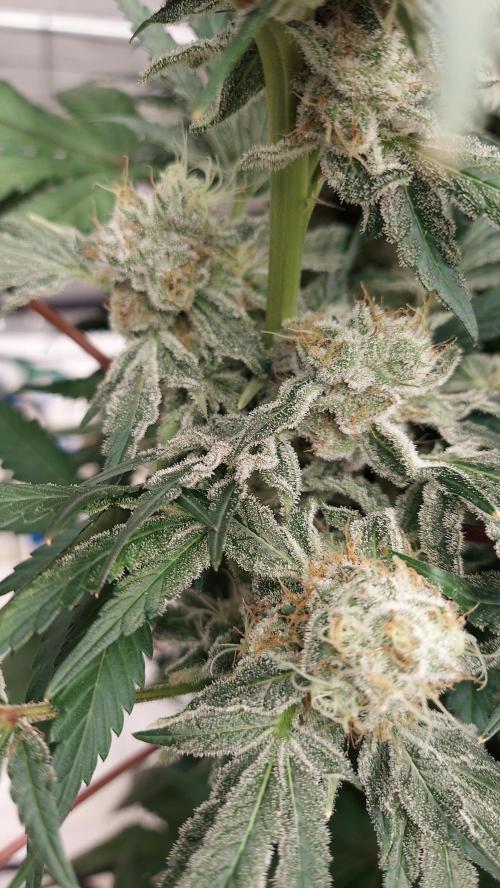 Pineapple Express. Week 15