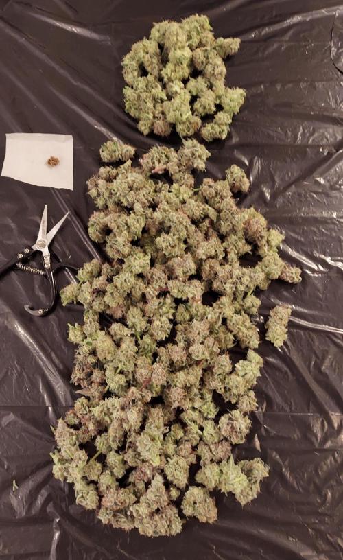 The Garden 2026-2-MSNL Pineapple Express. Week 15 - PE2 - Top portion and salvaged lower axilla tops