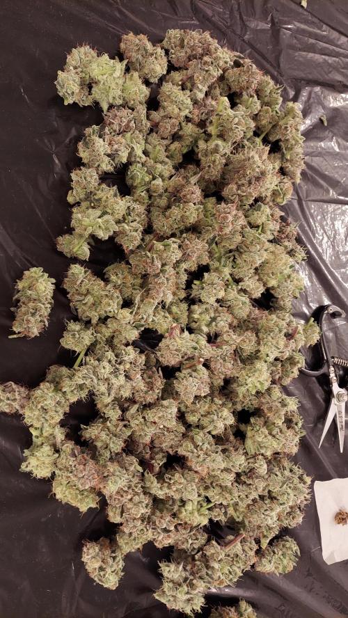 The Garden 2026-2-MSNL Pineapple Express. Week 15 - PE2 - top portion
