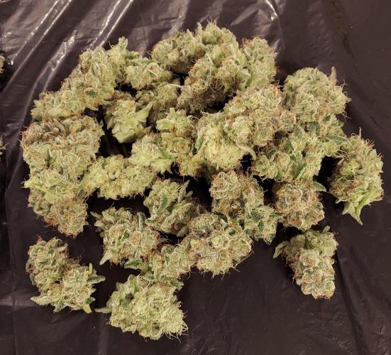 The Garden 2026-2-MSNL Pineapple Express. Week 15 - PE2 - salvaged lower axilla