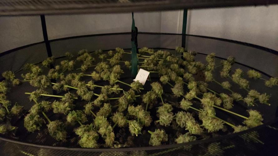 The Garden 2026-2-MSNL Pineapple Express. Week 15 - PE2 - lower axilla