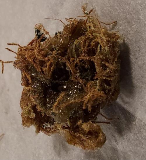 The Garden 2026-2-MSNL Pineapple Express. Week 15 - PE2 - scissor hash