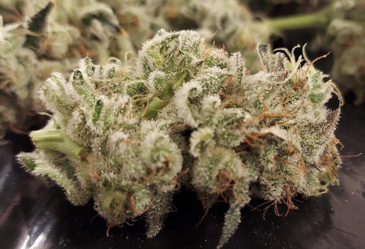The Garden 2026-2-MSNL Pineapple Express. Week 15 - PE2