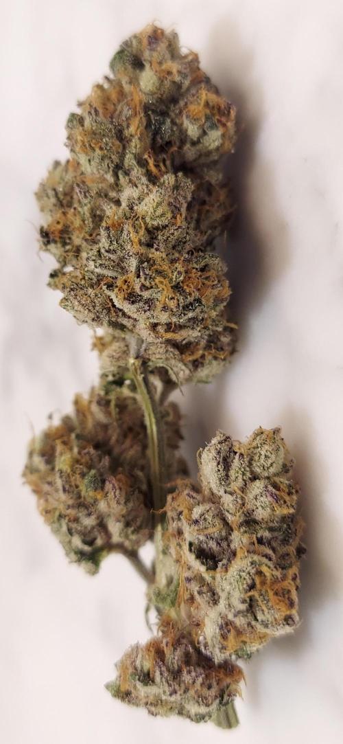The Garden 2026-2- HSC Vanilla Creme Pie. Week 14 - VC2 dried bud
