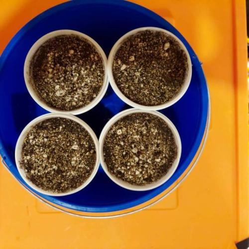 The Garden 2021 - Dinafem OG Cookies. Week 0