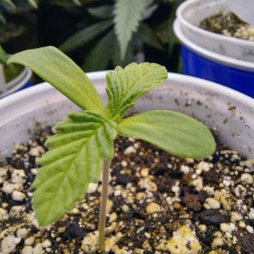 The Garden 2021 - Dinafem OG Cookies. Week 1