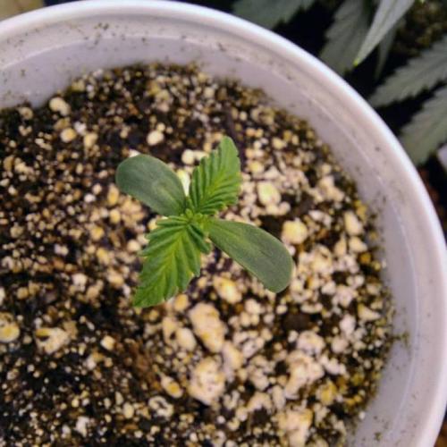 The Garden 2021 - Dinafem OG Cookies. Week 1