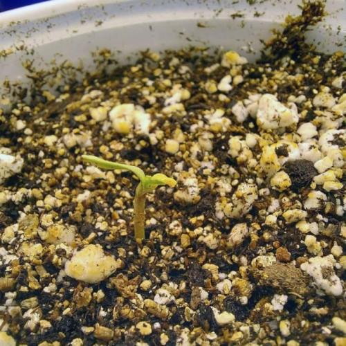 The Garden 2021 - Dinafem OG Cookies. Week 1