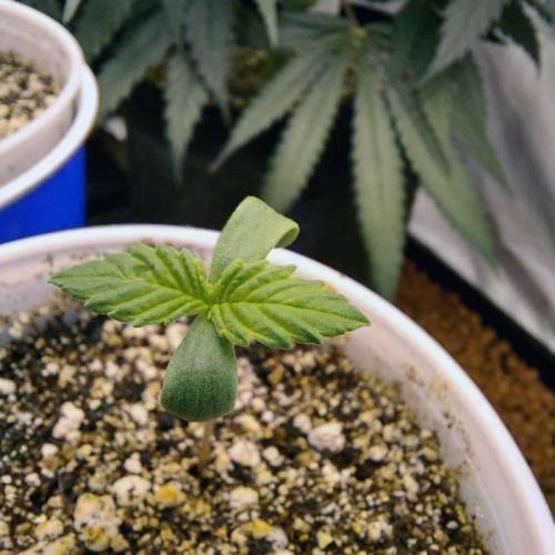 The Garden 2021 - Dinafem OG Cookies. Week 1