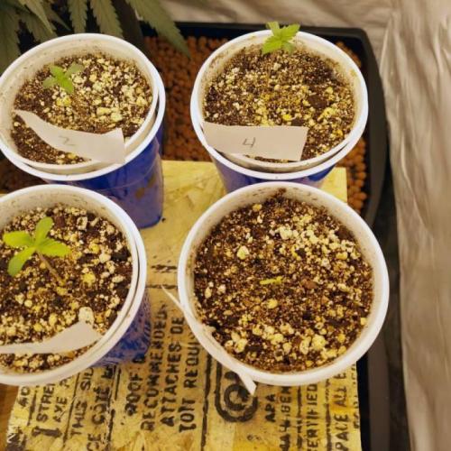 The Garden 2021 - Dinafem OG Cookies. Week 1