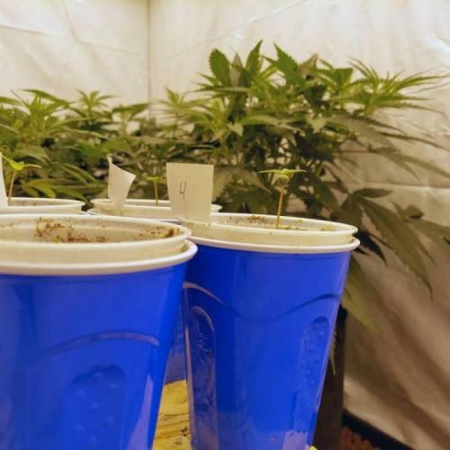 The Garden 2021 - Dinafem OG Cookies. Week 1