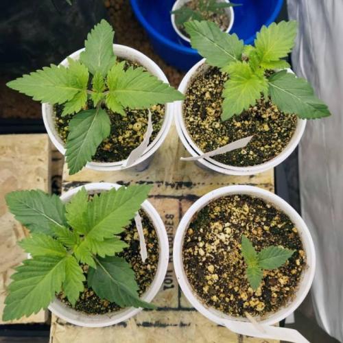 The Garden 2021 - Dinafem OG Cookies. Week 2