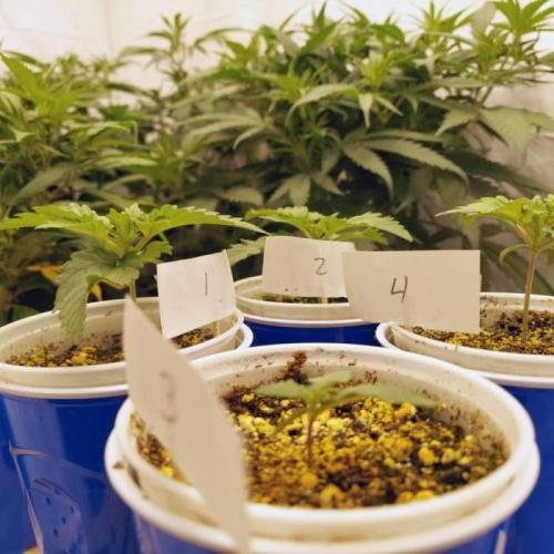 The Garden 2021 - Dinafem OG Cookies. Week 2