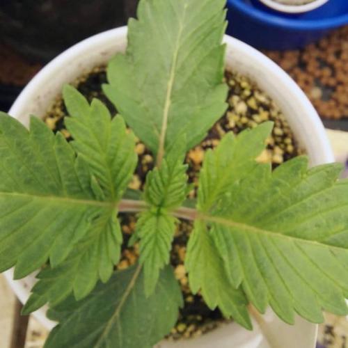 The Garden 2021 - Dinafem OG Cookies. Week 2