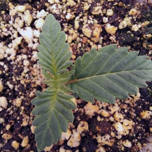 The Garden 2021 - Dinafem OG Cookies. Week 2