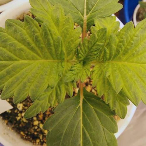 The Garden 2021 - Dinafem OG Cookies. Week 2