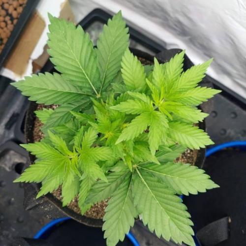 The Garden 2021 - Dinafem OG Cookies. Week 4
