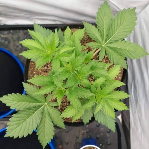 The Garden 2021 - Dinafem OG Cookies. Week 4