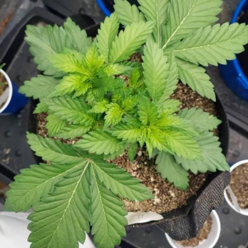 The Garden 2021 - Dinafem OG Cookies. Week 4