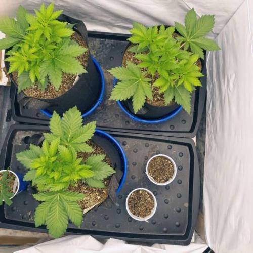 The Garden 2021 - Dinafem OG Cookies. Week 4