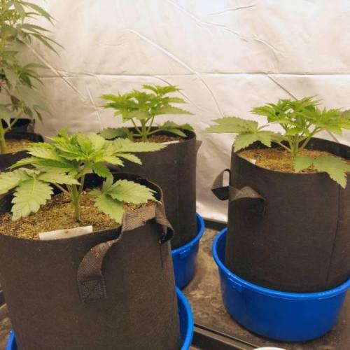 The Garden 2021 - Dinafem OG Cookies. Week 4