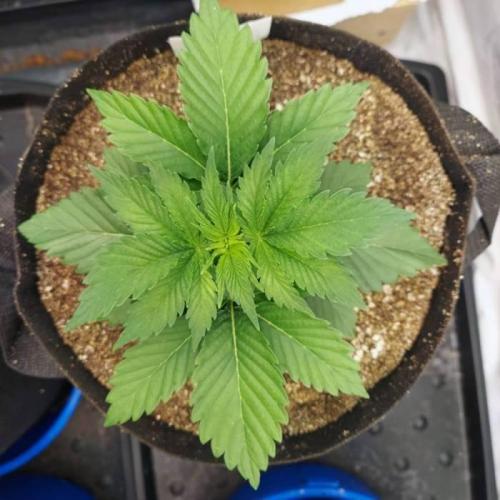 The Garden 2021 - Dinafem OG Cookies. Week 3