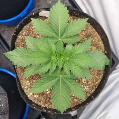 The Garden 2021 - Dinafem OG Cookies. Week 3