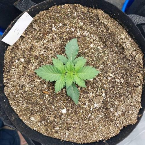 The Garden 2021 - Dinafem OG Cookies. Week 3