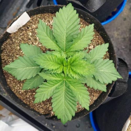 The Garden 2021 - Dinafem OG Cookies. Week 3